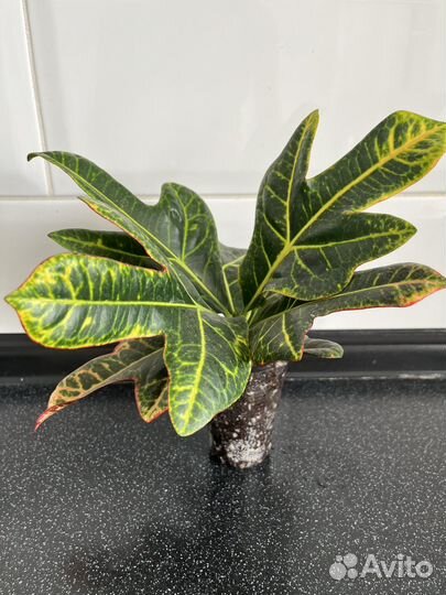 Кротон (кодиеум) Excellent