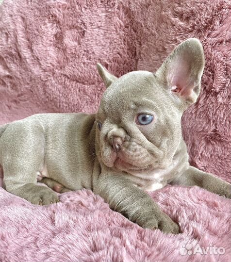 Французский бульдог Isabella Newshade