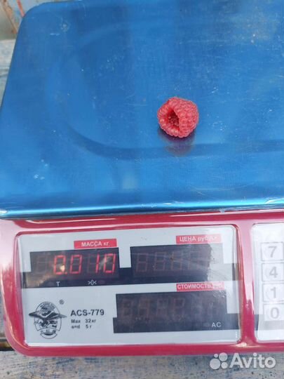 Малина ремонтантная Зюгана, Полька, Амира, Делнива