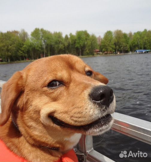 Передержка домашних животных