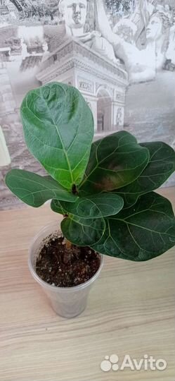 Фикус лирата бамбино