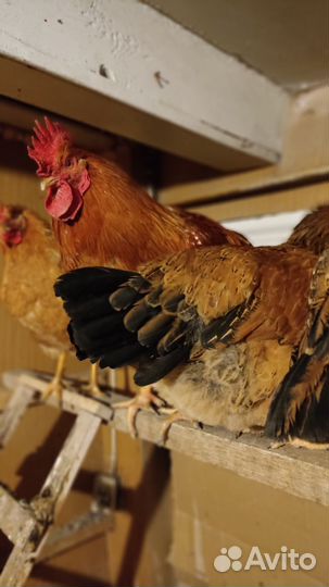Куры петухи