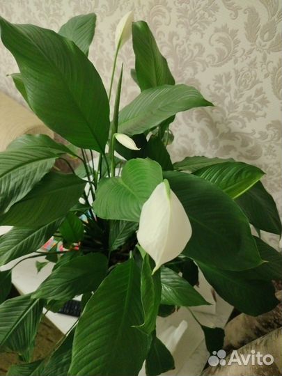Спатифиллум большой и бамбук