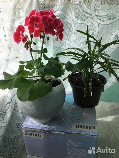 Пеларгония. Комнатное растение