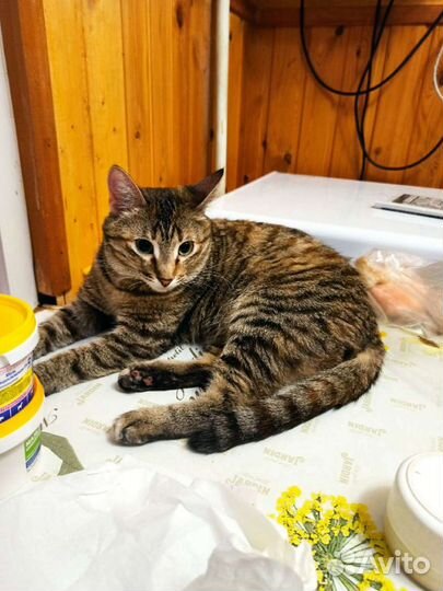 Кошка-невеличка