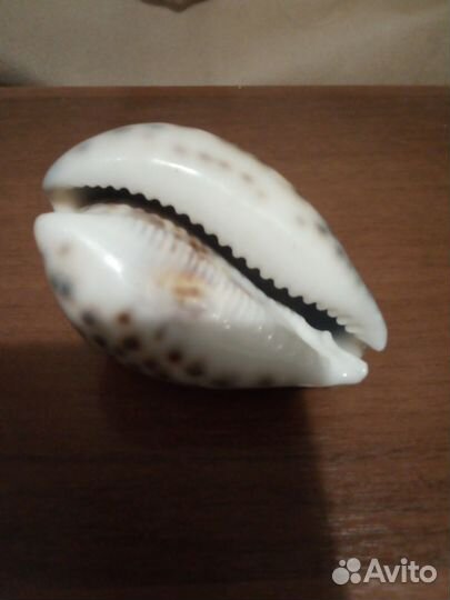 Ракушка денежная, новая