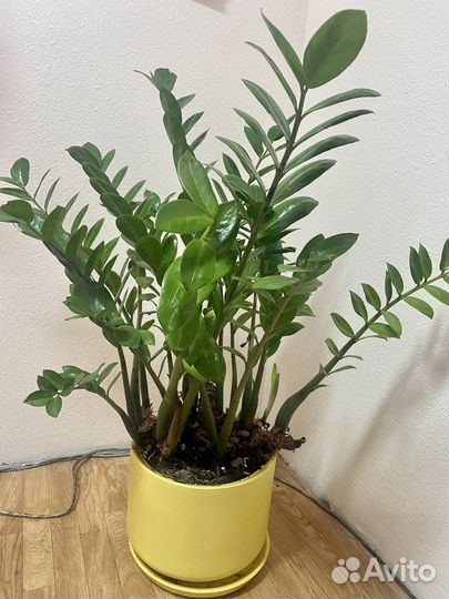 Цветок Замиокулькас в горшке