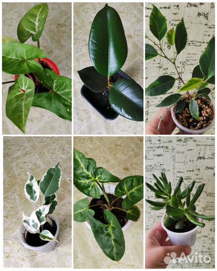 Комнатные цветы