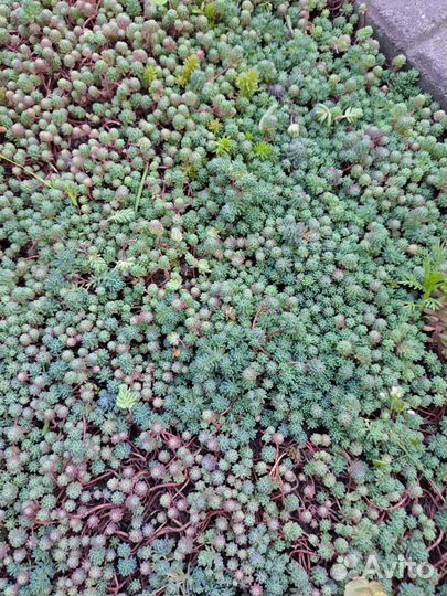 Очиток почвопокровный