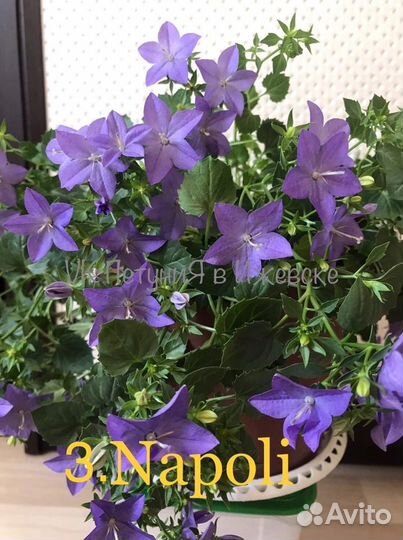 Кампанула. Знаменитые «жених и невеста»