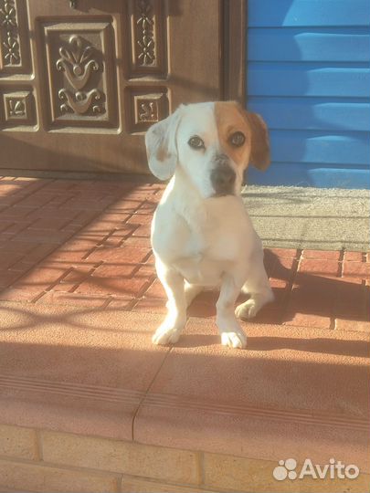 Собака в добрые руки