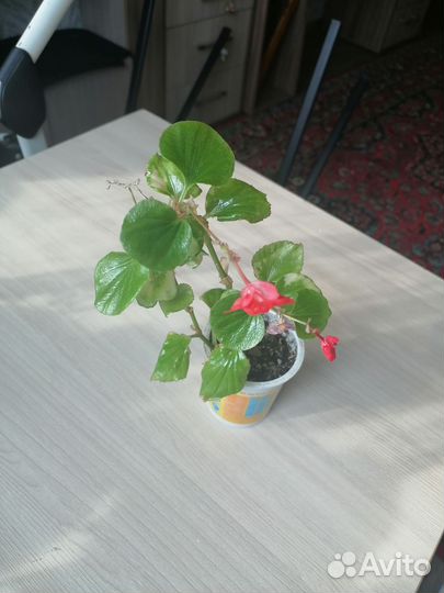 Комнатные цветы