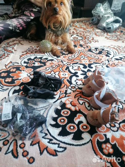 Обувь для собак мелких пород