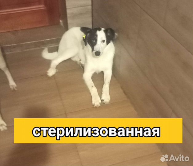 Щенки собачки