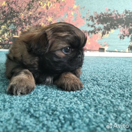 Щенки пекинеса