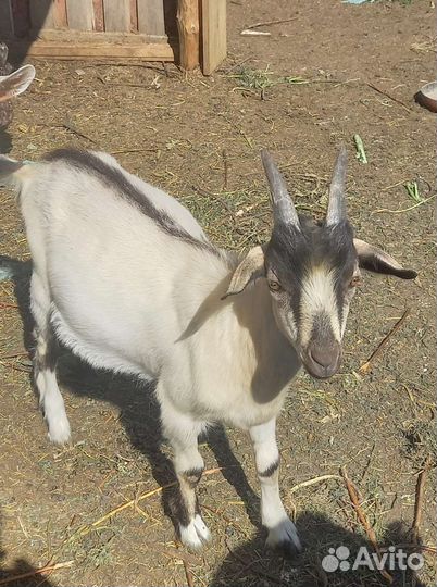 Козленок