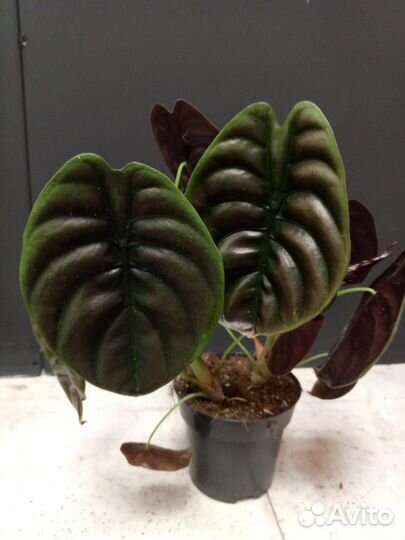 Алоказия ред секрет