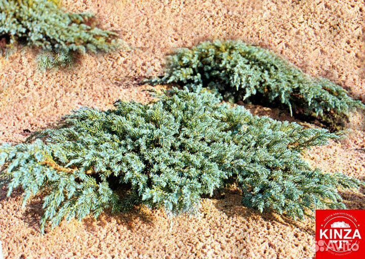 Можжевельник стелящийся из питомника