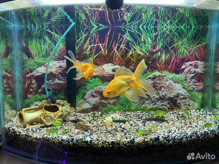 Аквариум б/у, Рыбки золотые, камни, кувшин, фильтр