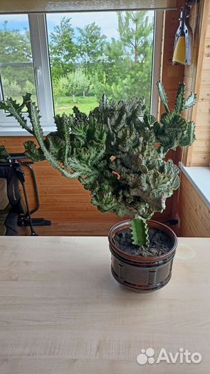 Эуфорбия Лактея Кристата