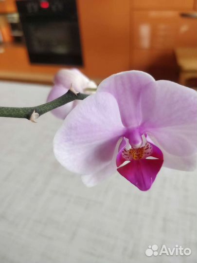 Орхидеи фаленопсис