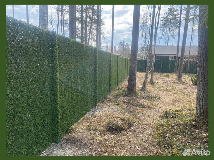 Калифорнийская изгородь