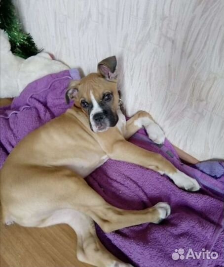 Передержка, дрессировка, зоотакси, подготовка к вы