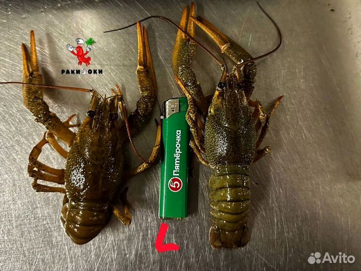 Наивкуснейшие раки купить, самовывоз и доставка