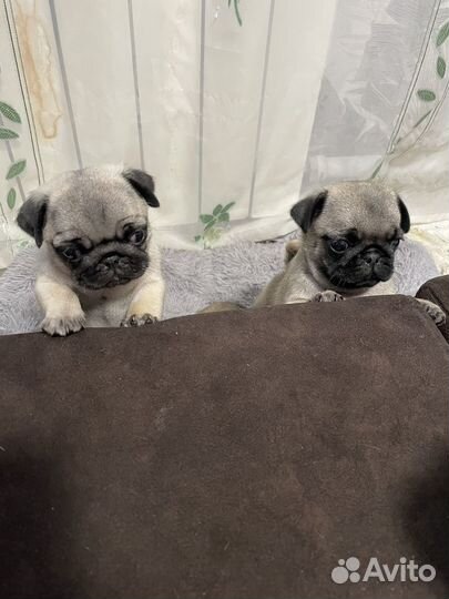 Щенки мопса