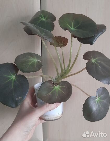 Бегония, 2 вида