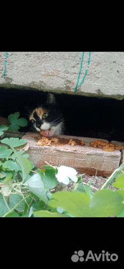 Кошка из капкана