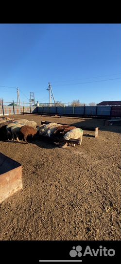 Овцы бараны ягнята