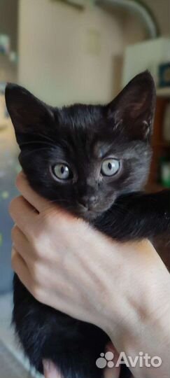 Котята в дар бесплатно