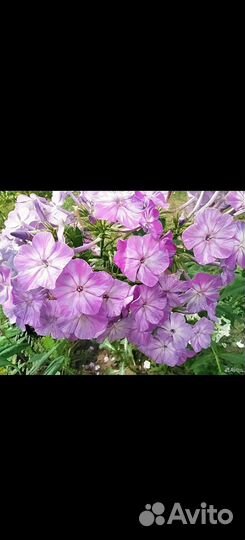 Флоксы многолетник