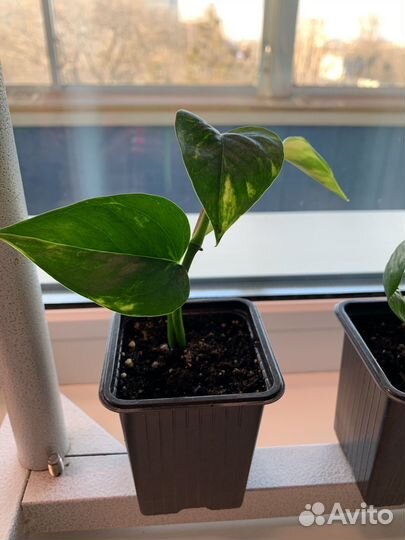 Сциндапсус золотистый