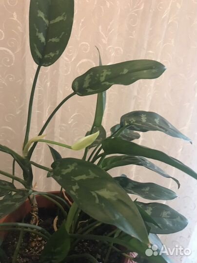 Продам комнатные растения