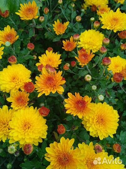 Хризантема