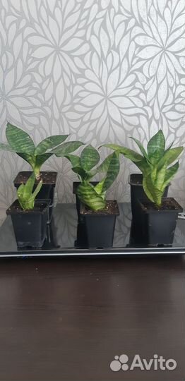 Сансевиерия