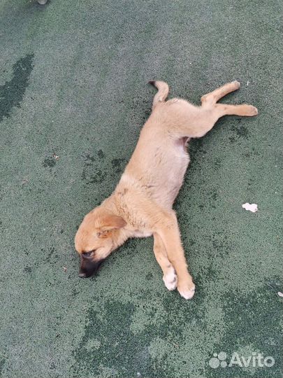 Собака в добрые руки, щенок