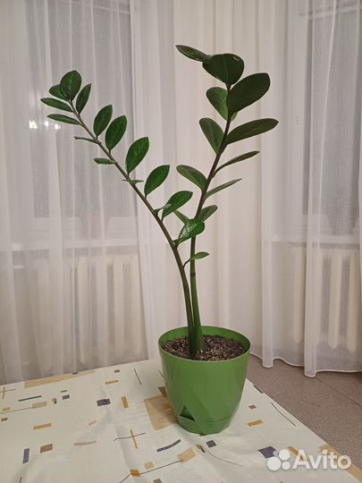 Замиокулькас