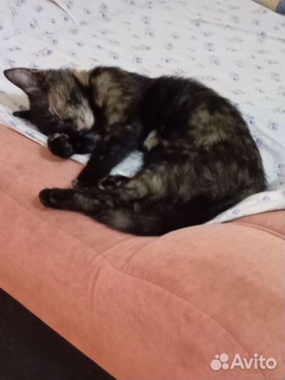 Кошка в дар