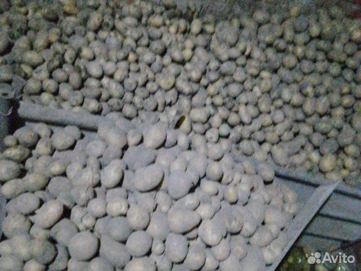 Картошка деревенская,морковь