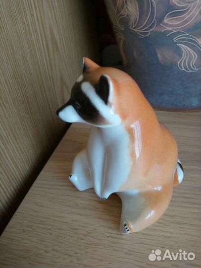 Енот Сидячий лфз ифз лфз