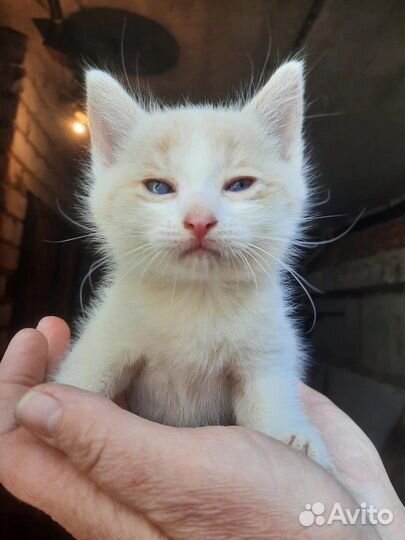 Очаровательный котята