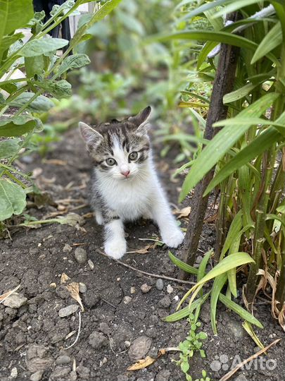 Котята в добрые руки бесплатно