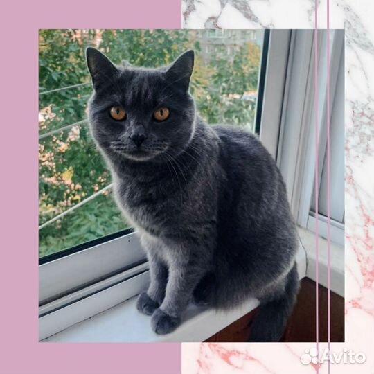 Британка ищет дом