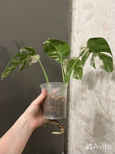 Монстера альба