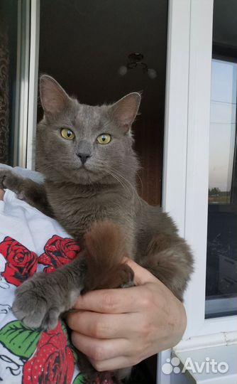 Котики ищут дом