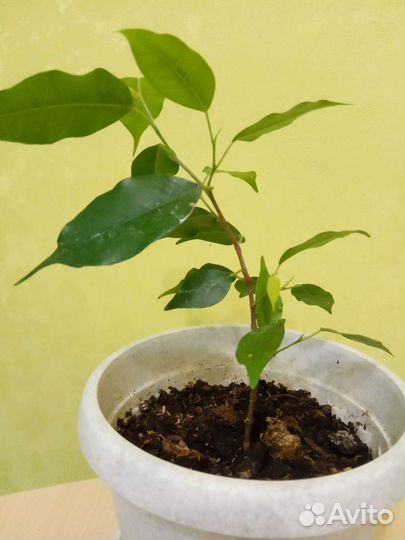 Фикус Бенджамина