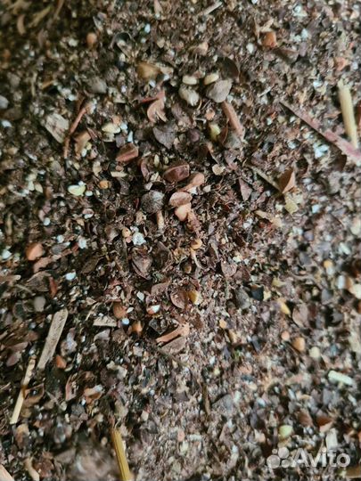 Зерноотход гречихи